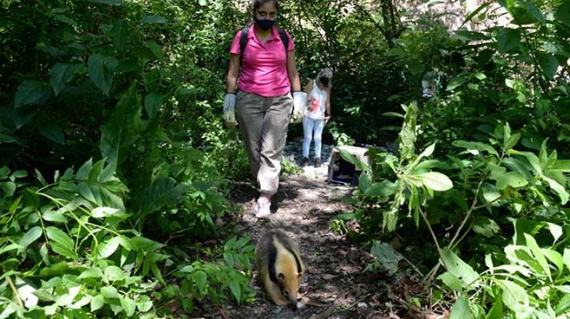 Rescatan y liberan un oso melero en el Parque Sierras de San Javier