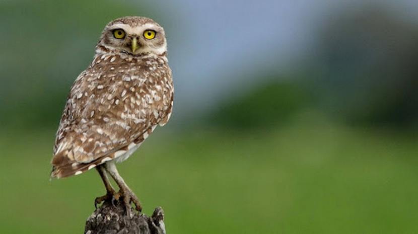 Liberaron una lechucita vizcachera recuperada de una quebradura