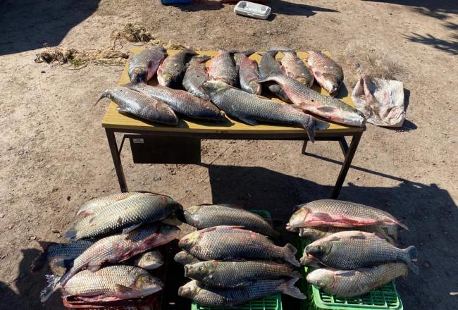 Pesca ilegal: Secuestran más de 33 sábalos y redes de trasmallo -  Comunicación Tucumán
