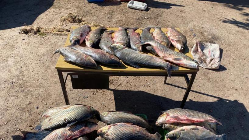 Incautaron trasmallos de pesca ilegales en el río Gualeguaychú