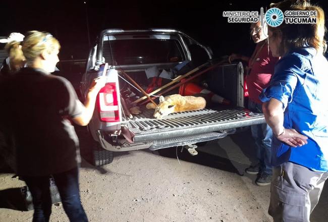 Trancas: rescatan y auxilian a un puma atropellado sobre la Ruta 9