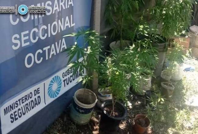 Secuestran 16 plantas de marihuana y 15 envoltorios en de cocaína en dos operativos