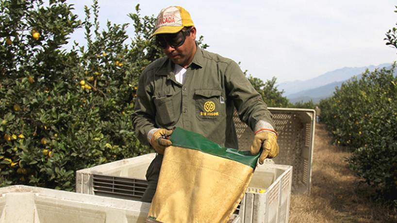 Panamá habilitó el ingreso de cítricos argentinos y abre una oportunidad para el limón tucumano