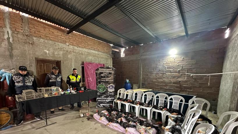 Rescataron 25 gallos de riña y dos cardenales de un domicilio allanado