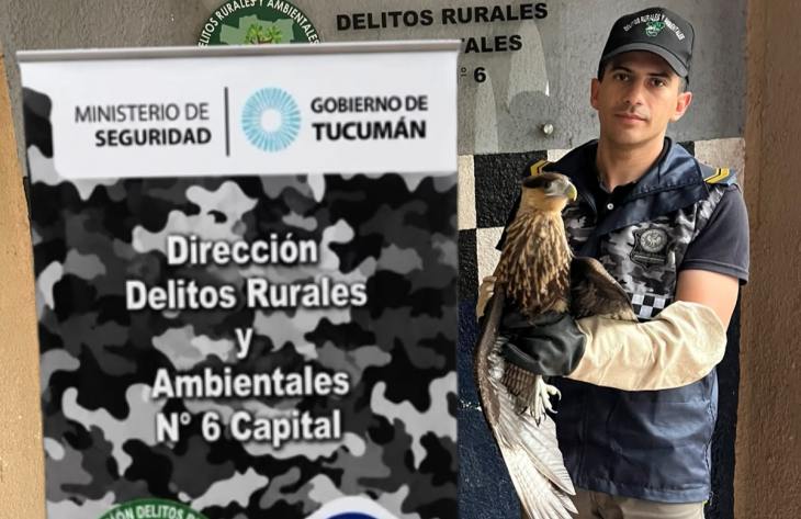 Rescataron un carancho que se encontraba en el predio de la Legislatura