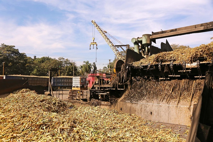 La zafra argentina llega al 50 % de avance respecto a la estimación productiva
