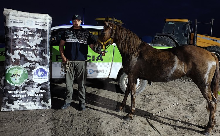 Recuperan un animal equino valuado en 7 millones de pesos
