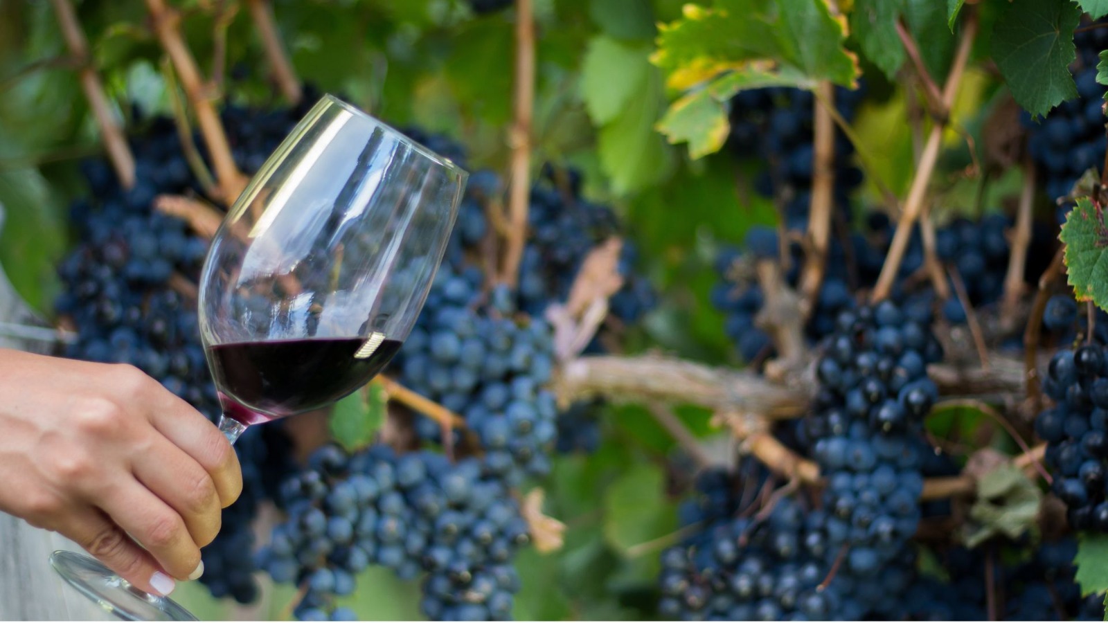El vino tucumano brilló en EVINOR y cosechó cuatro medallas entre los mejores exponentes del NOA
